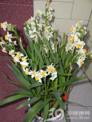 秋天室內擺放什么植