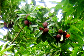 家鄉(xiāng)楠溪江的楊梅成熟了