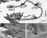水牛發(fā)飆跑出牛棚 特警連開(kāi)10多槍擊斃“驚牛”
