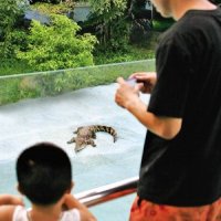 溫州市民養(yǎng)蟒蛇鱷魚 提醒飼養(yǎng)特殊寵物要量力而行