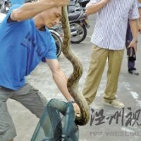 2.4米大蟒蛇盤踞龍港鬧市 專業(yè)人士介紹是＂緬甸蟒＂