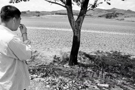 司機疑聚會喝酒后駕車撞樹致6人死亡