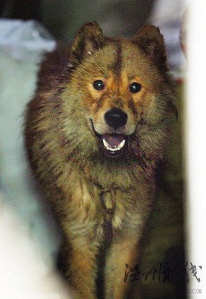 土狗發狂咬傷自己主人民警兩槍將狗擊斃(圖)