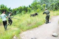 公牛進(jìn)居民區(qū)連傷7人被狙擊手擊斃(組圖)