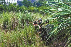 公牛進居民區連傷7人被狙擊手擊斃(組圖)