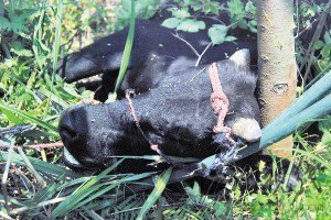 公牛進居民區連傷7人被狙擊手擊斃(組圖)