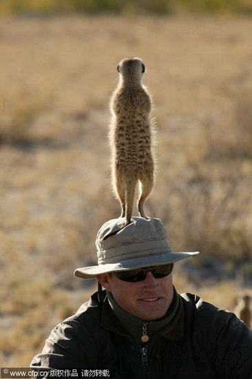 沙漠貓鼬爬上攝影師腦袋四處觀望(組圖)