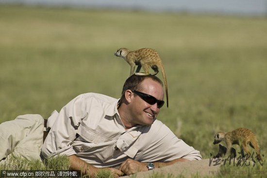 沙漠貓鼬爬上攝影師腦袋四處觀望(組圖)