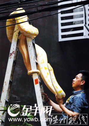 海珠區居民樓驚現三米長黃金巨蟒 街坊嚇破膽(組圖)