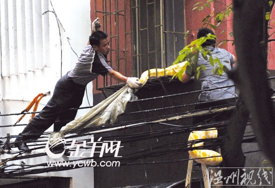 海珠區居民樓驚現三米長黃金巨蟒 街坊嚇破膽(組圖)