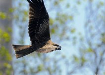 鷹舞在秋色 高清鷹與梟