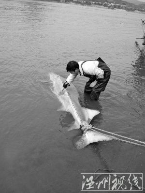 甌江首現“國寶”中華鱘