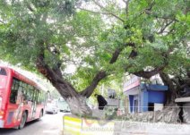 溫州市區(qū)望江東路百年古榕樹的樹干被車撞傷