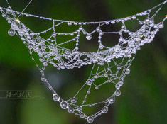 史上最強的微距攝影作品