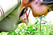 河南信陽出奇怪的新聞了－風景區(qū)招聘處女采茶