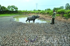 25日,武漢市黃陂區姜店村一個池塘干涸開裂。