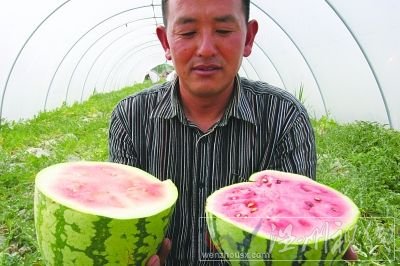 “石頭瓜”瓜皮足足有1.5厘米厚。