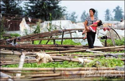 暴雨致北京局地內澇 大興百余畝蔬菜大棚垮塌