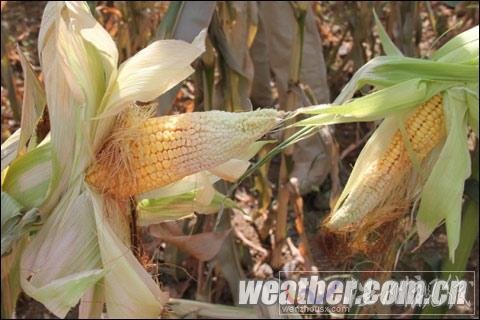 貴州800多萬人受旱災(zāi) Ⅳ級應(yīng)急響應(yīng)啟動