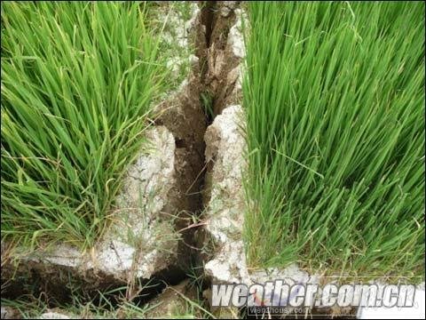 貴州800多萬人受旱災(zāi) Ⅳ級應(yīng)急響應(yīng)啟動