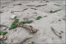 美國德州嚴重干旱 生態遭重創