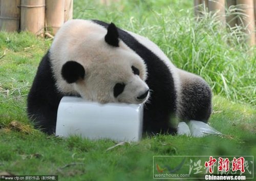 2011年8月17日,成都市大熊貓繁育研究基地,大熊貓趴在冰塊上享受清涼。成都市連續(xù)炎熱天氣,工作人員采取冰塊、清水、空調(diào)等多種措施給動(dòng)物消暑降溫。CFP視覺中國(guó)