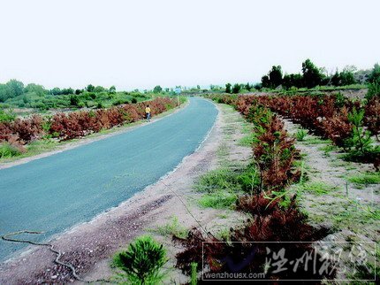 陜西定邊市民反映樹(shù)木枯死 林業(yè)局長(zhǎng):老百姓吃飽撐的