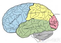 延緩大腦衰老鍛煉從中年做起 大腦衰老可能從45歲就
