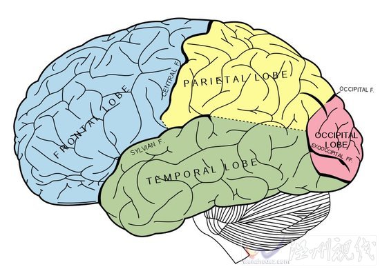 英研究機構:大腦衰老可能從45歲就已開始