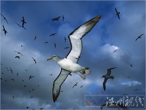 氣候變暖增加風速 御風而行讓信天翁大受裨益