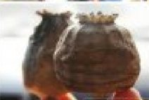 罌粟拉面太平常了 哪個調味品零售市場沒有罌粟賣