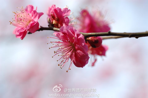 南京低溫寡照推遲梅花開放花期