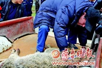 山東棗莊目擊者辨認:被擊斃的正是傷人野狼