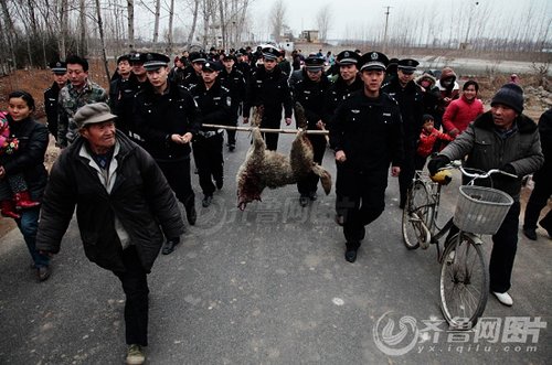 山東棗莊野狼咬人續:當地稱或不止一只狼(圖)