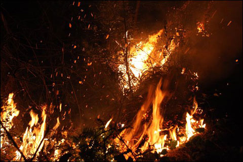 湖南漣源發生森林大火 過火面積近200畝(圖)