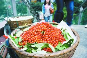 內地櫻桃產量減半價格超過豬肉 吃一顆也要3毛錢