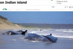 鯨集體擱淺原因不明 印度發現40頭巨鯨集體擱淺死亡
