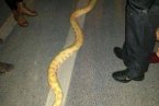 3米長(zhǎng)死亡黃金蟒驚現(xiàn)杭州街頭 誰家養(yǎng)的寵物黃金蟒