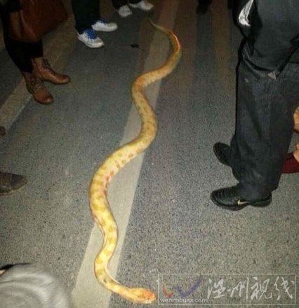 黃金蟒凍死杭州街頭
