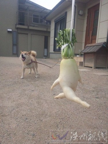日本逃跑蘿卜