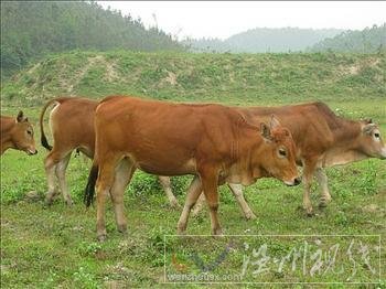 黃牛也是有靈性的