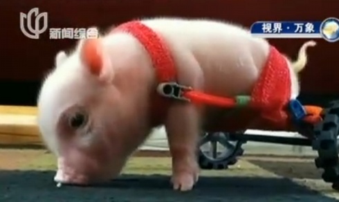 美國輪椅小豬