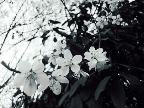 西安7日氣溫創(chuàng)50年來(lái)同期最高 8日晚大風(fēng)降溫沙塵并至