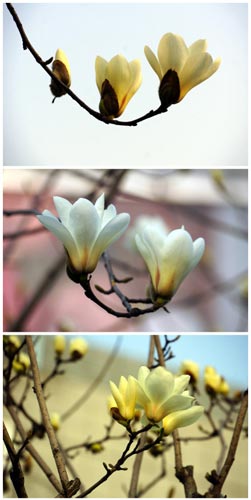 申城“高溫”催春到 玉蘭滿枝爭報春