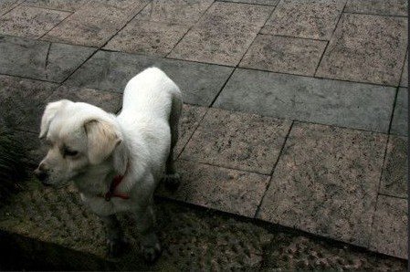 杭州森林公園下煤雨