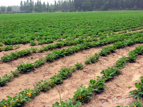 山西姜農用劇毒農藥神農丹給姜殺蟲害