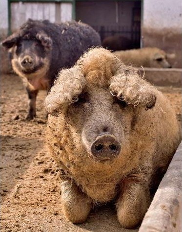 綿羊豬圖片