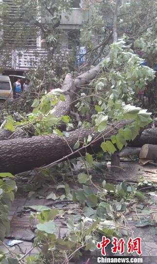 大風還將市區的多顆行道樹吹倒