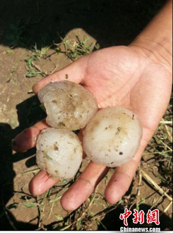 甘肅定西連續5天遭冰雹雷雨大風襲擊
