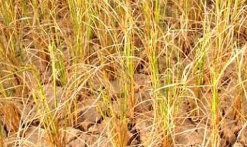 湖南立秋高溫再次升級(jí) 今天下午局地有40℃以上高溫